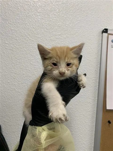Adoptable Cat