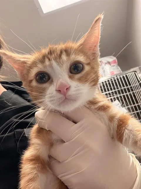 Ginger