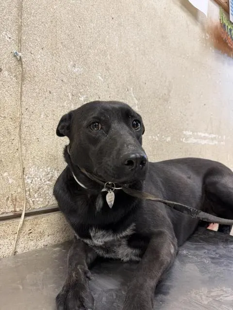 Mimi