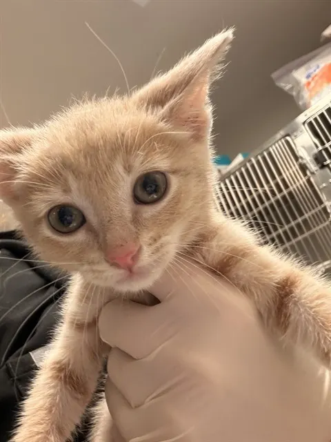 Cinnamon