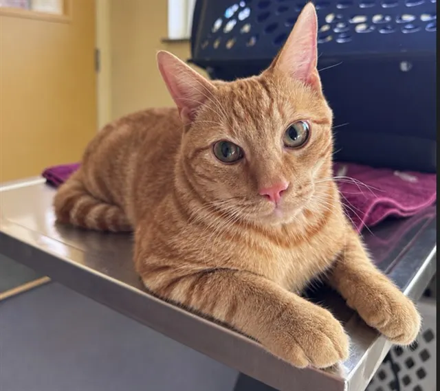 Cheddar