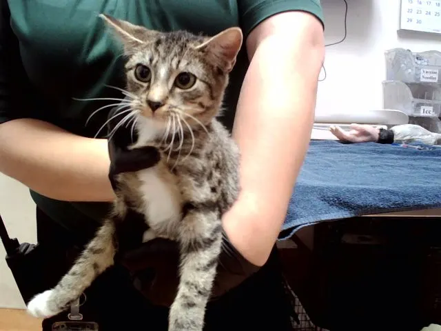 Adoptable Cat
