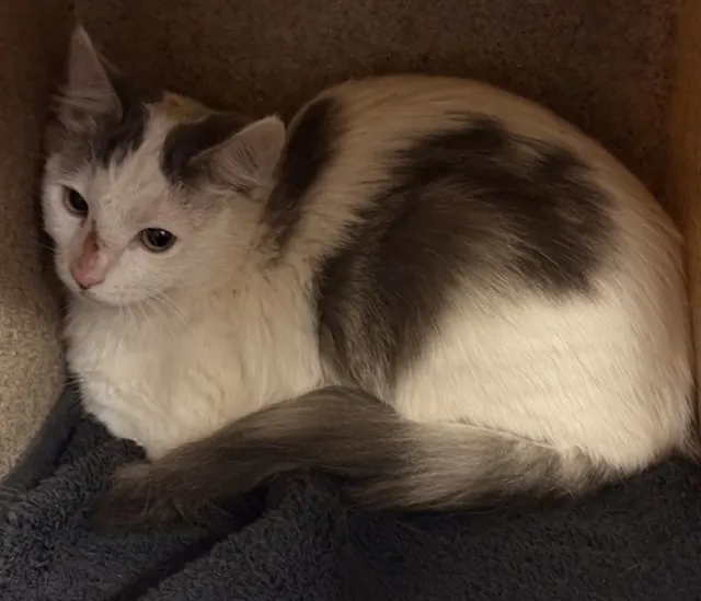 Tnr-Pebble
