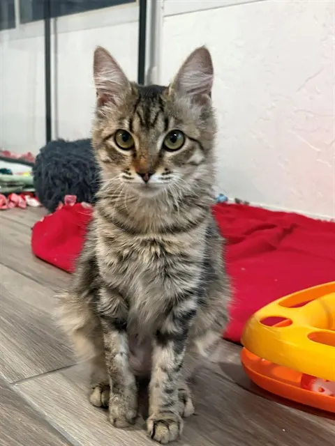 Bobbie