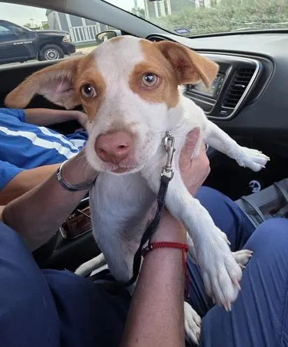 Elvis
