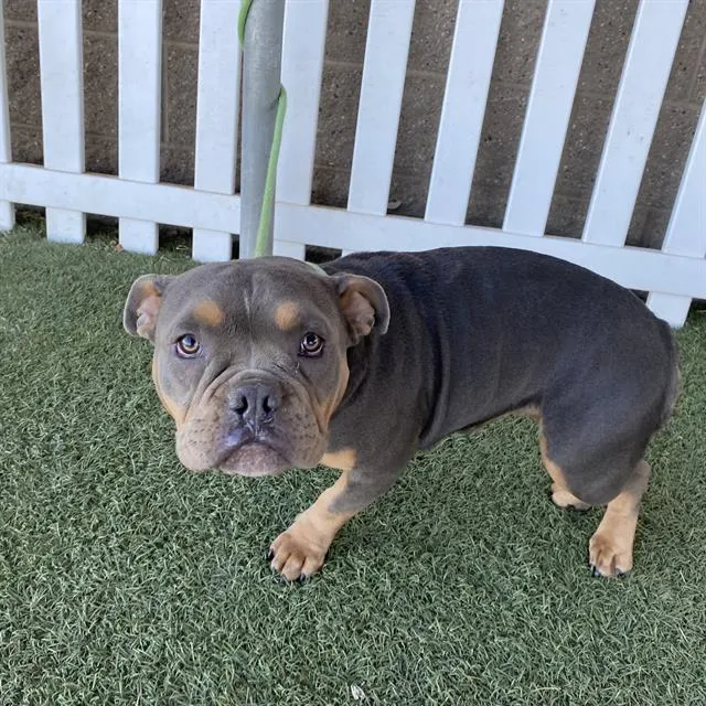 Adoptable Dog