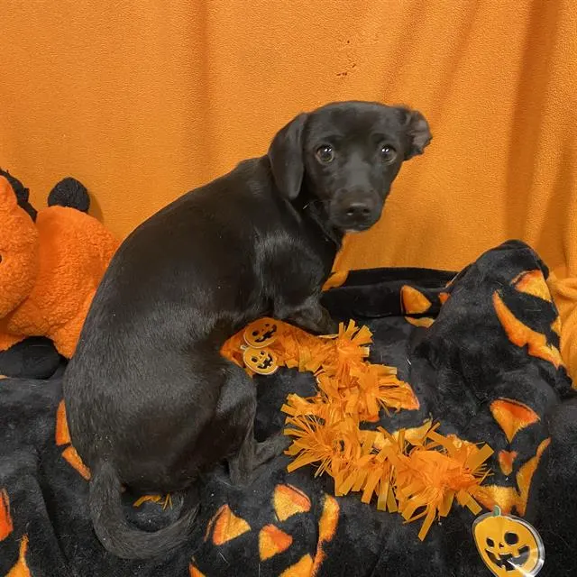 Adoptable Dog