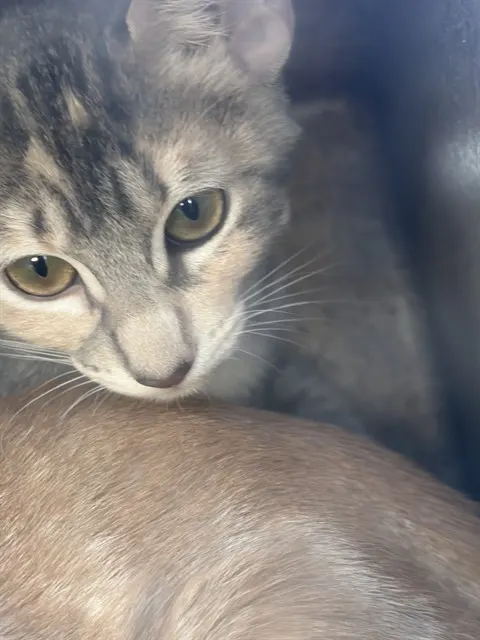 Adoptable Cat