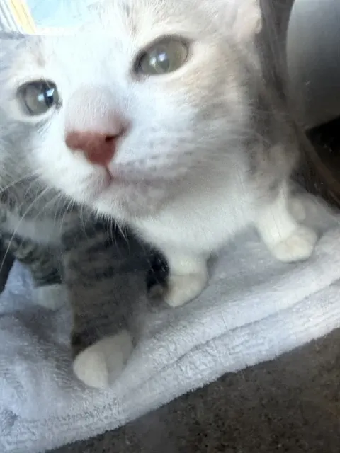 Adoptable Cat