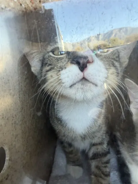 Adoptable Cat