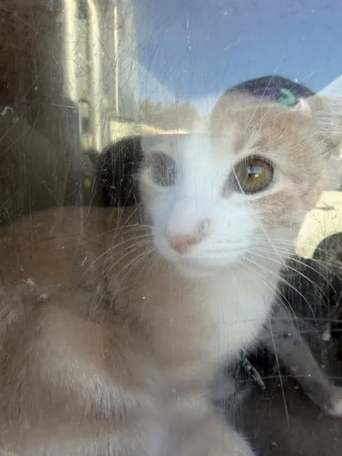 Adoptable Cat