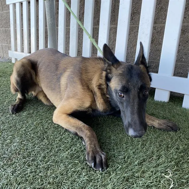 Adoptable Dog
