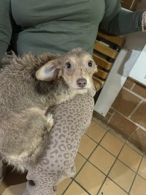 Adoptable Dog