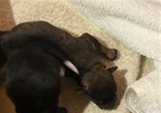 Adoptable Dog
