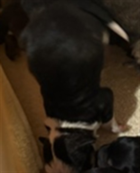 Adoptable Dog