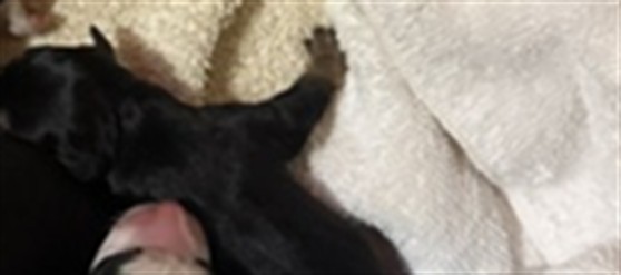 Adoptable Dog