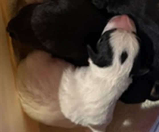 Adoptable Dog