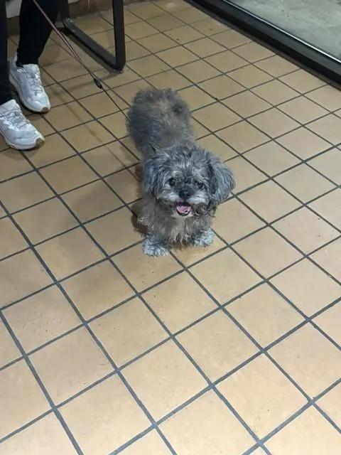 Adoptable Dog
