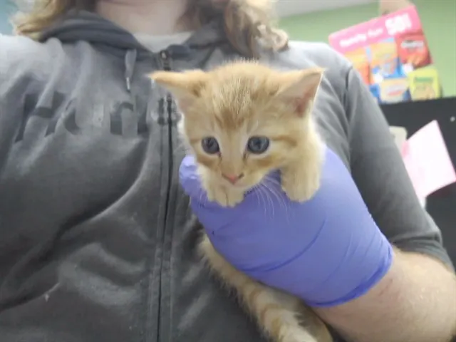 Garfield