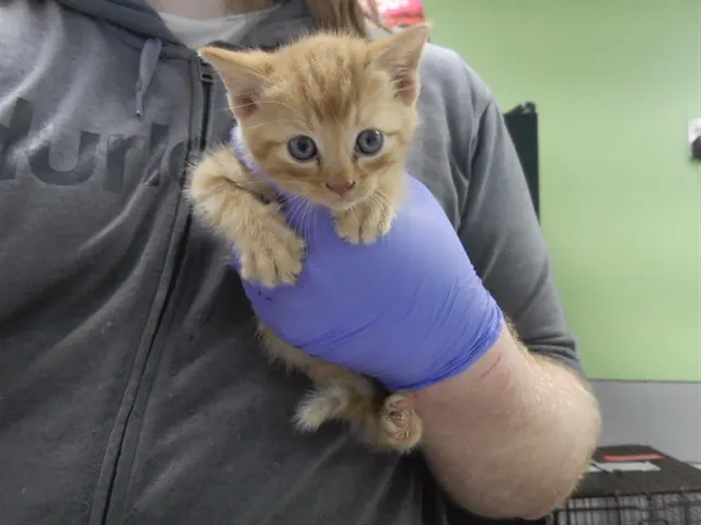Simba