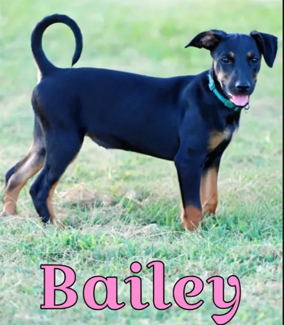 Bailey
