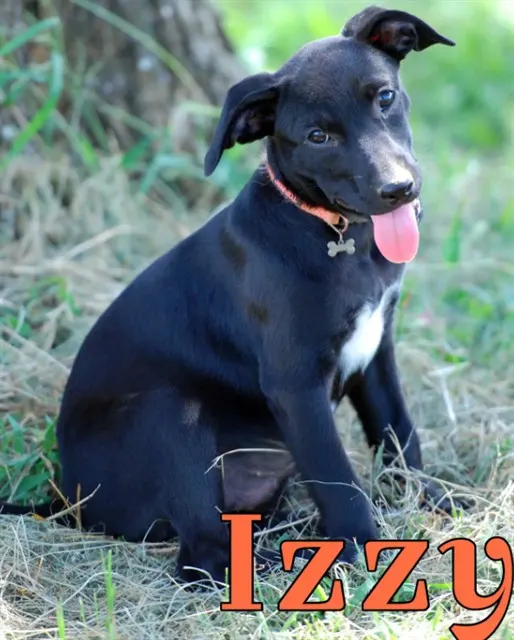 Izzy