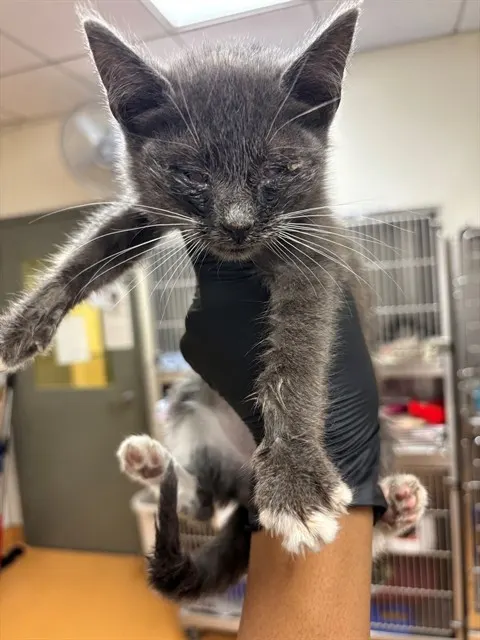 Adoptable Cat