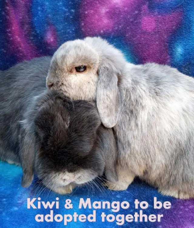 Mr. Kiwi
