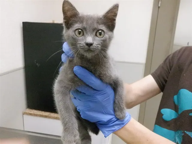 Adoptable Cat