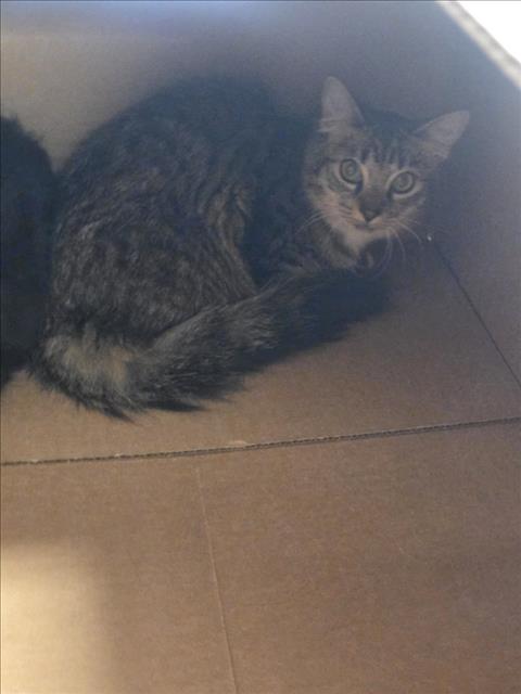 Adoptable Cat