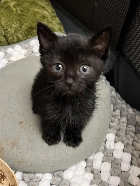 Toothless