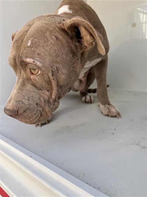 Adoptable Dog
