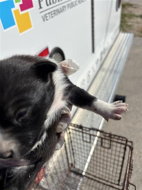 Adoptable Dog