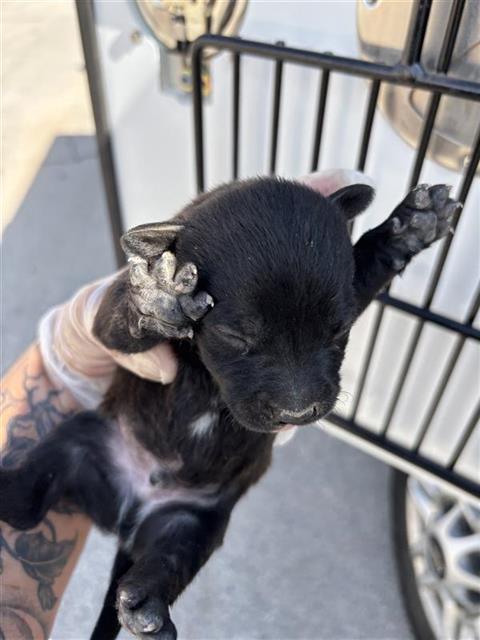 Adoptable Dog