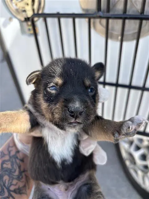 Adoptable Dog