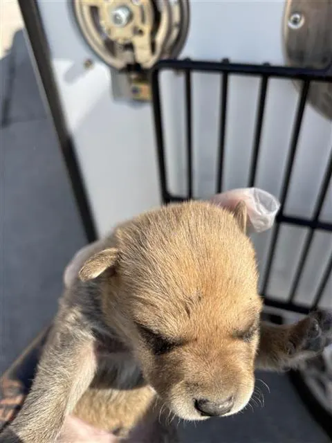 Adoptable Dog