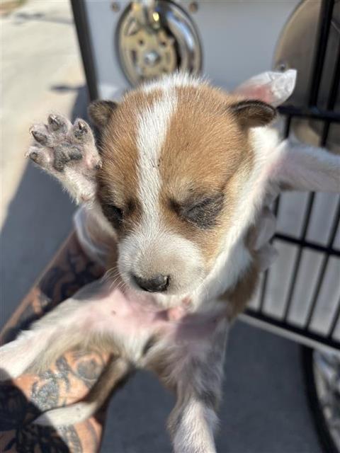 Adoptable Dog