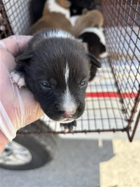 Adoptable Dog