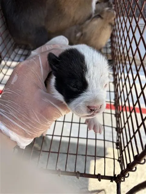 Adoptable Dog