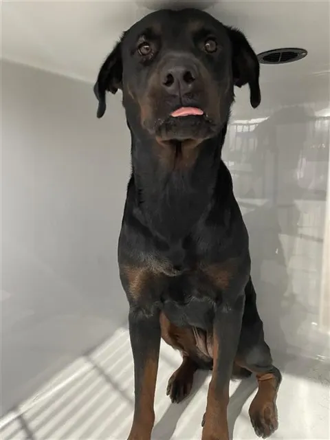 Adoptable Dog