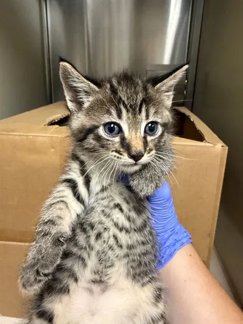 Adoptable Cat
