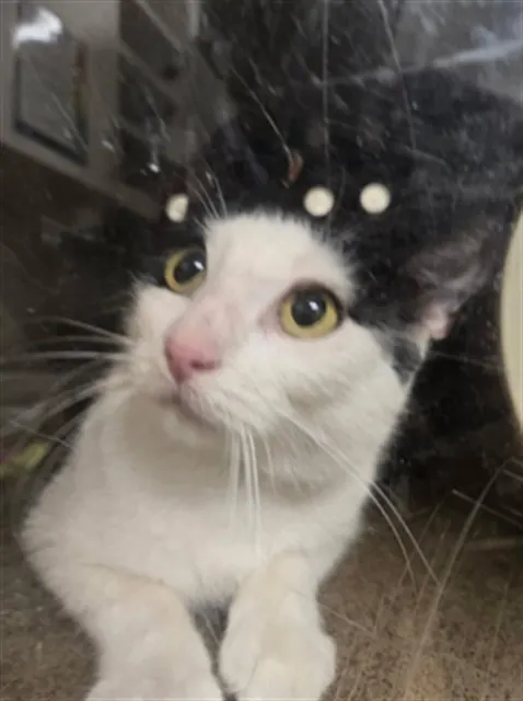 Adoptable Cat
