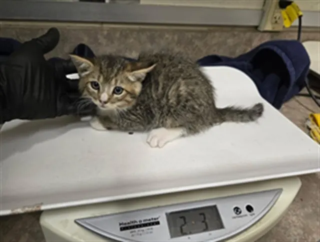 Adoptable Cat