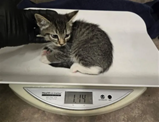 Adoptable Cat