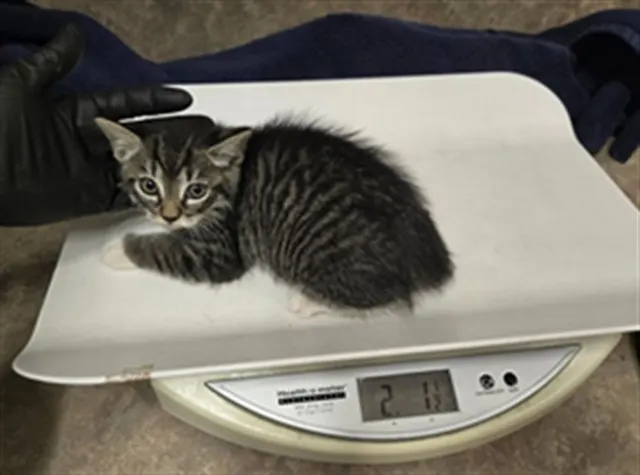 Adoptable Cat