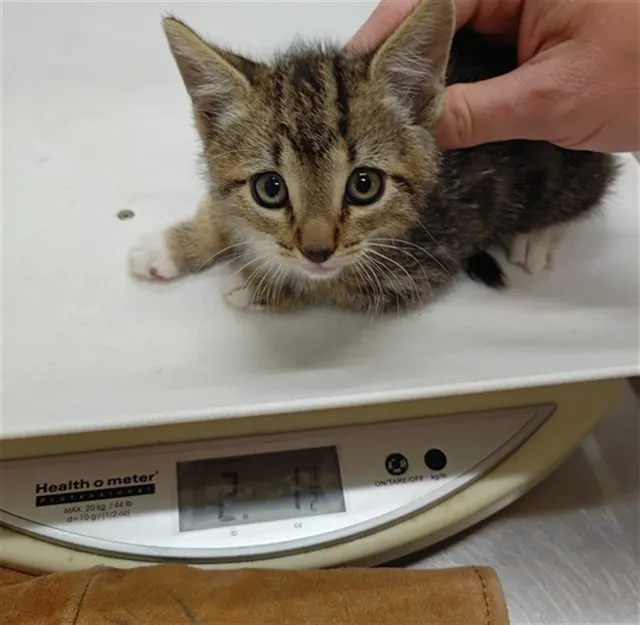 Adoptable Cat