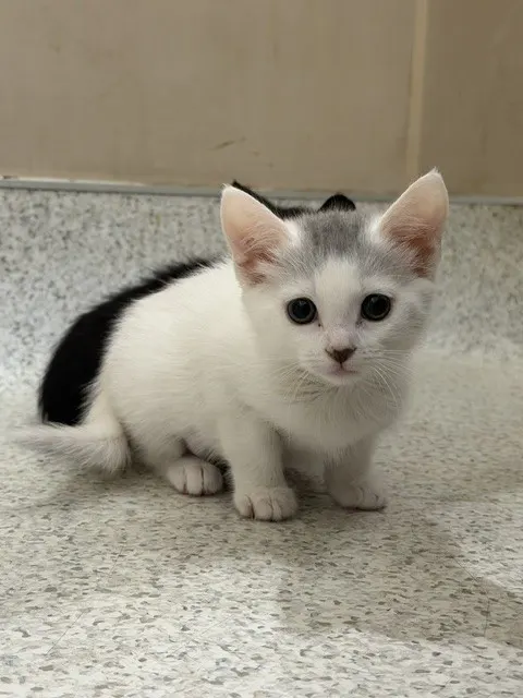 Mae