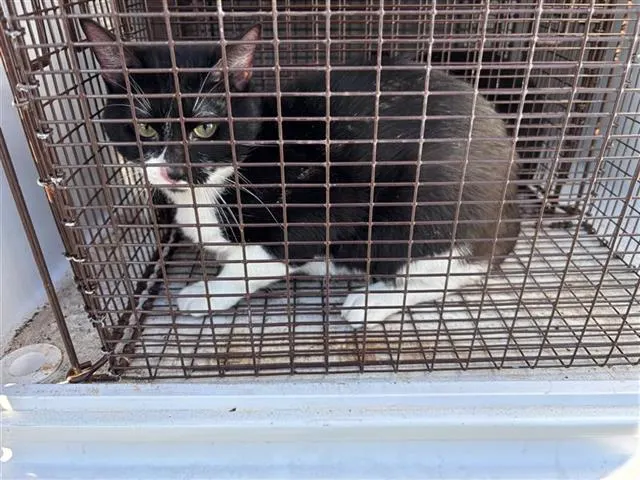 Adoptable Cat