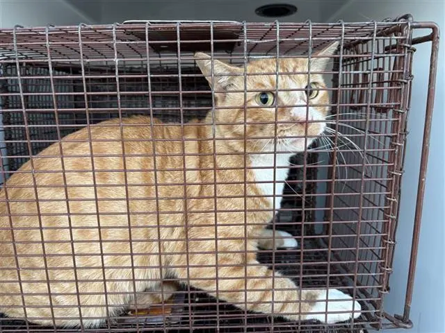 Adoptable Cat