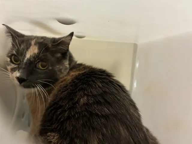 Adoptable Cat